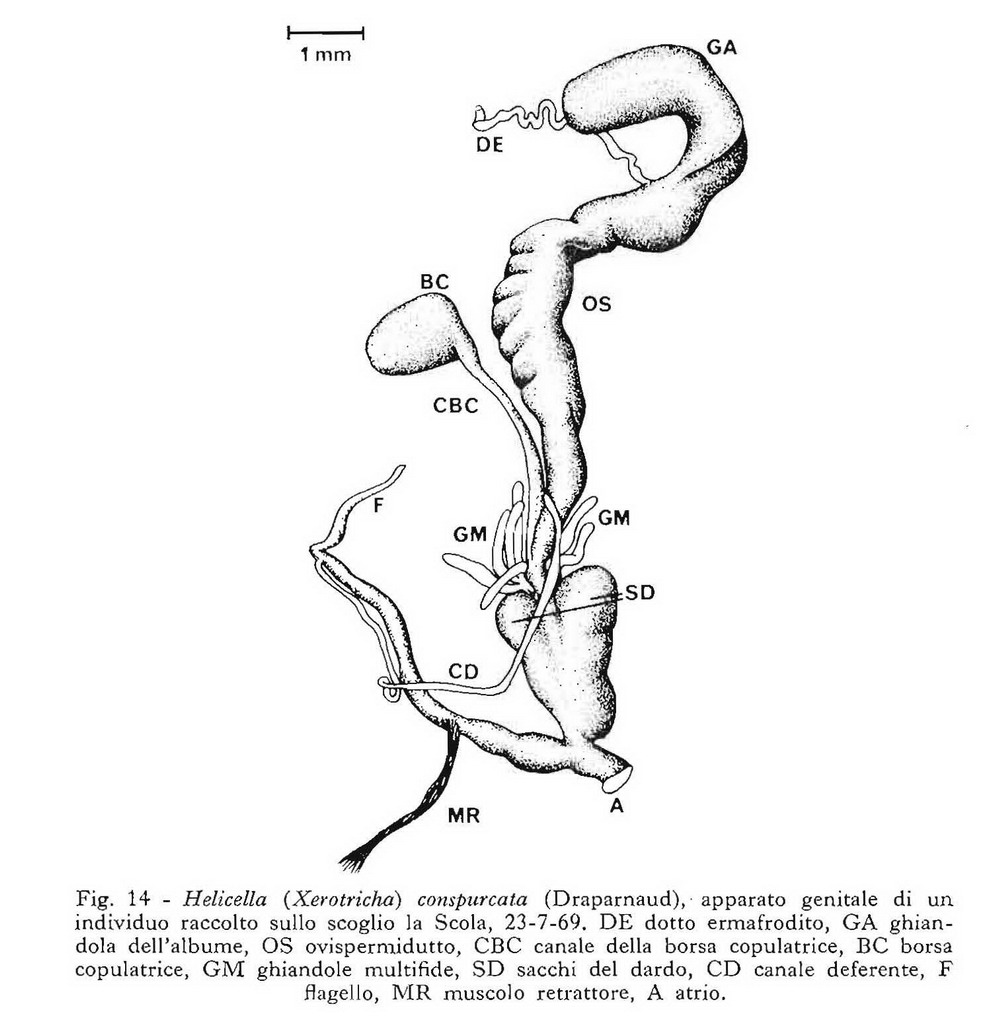 Hygromiidae dai lunghi peli